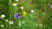 Bees on Wardleworth wildflowers